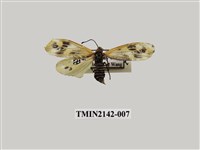 藏品(史氏狹翅螢斑蛾)的圖片